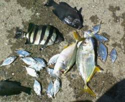 湯浅広港　グレ・サンバソウ・ヒラアジなど多…